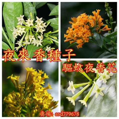 夜來香開花|夜香樹(夜丁香):植物形態,生長習性,分布範圍,繁殖方法,栽培,扦插。